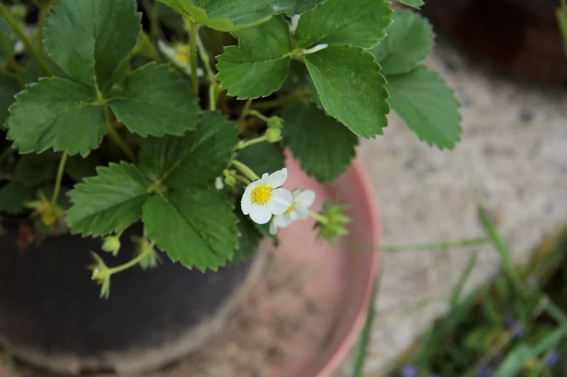 Le sol idéal pour fraises : mon test de pH qui a tout changé