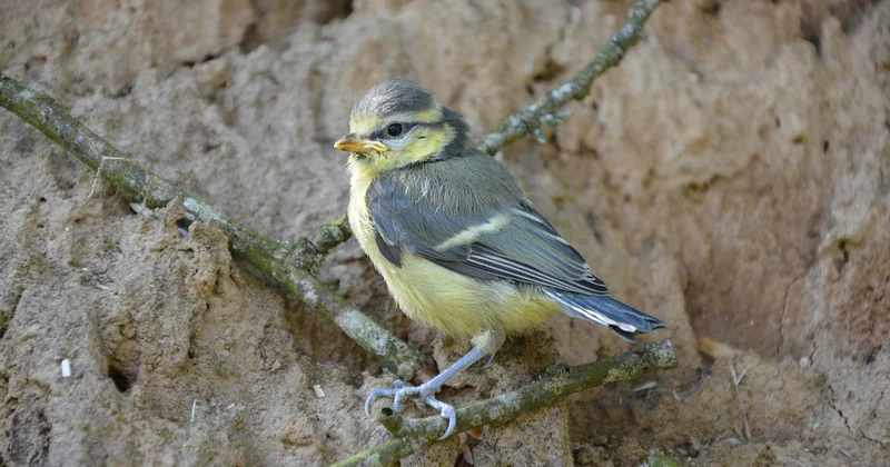 Comment nourrir un oisillon de mésange