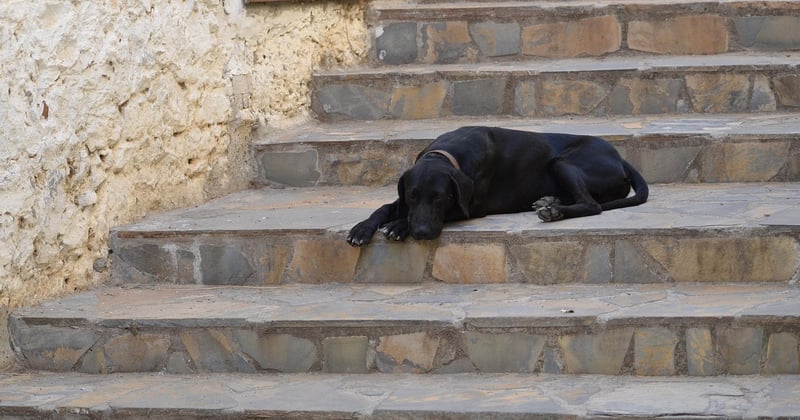 Combien coûte la location d'un monte-escalier Stannah ? Prix et conseils