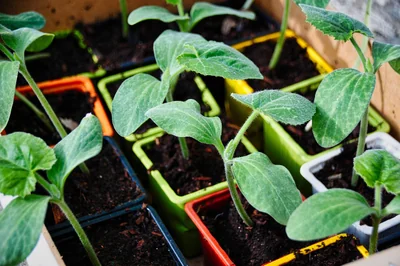 potager