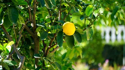 citron