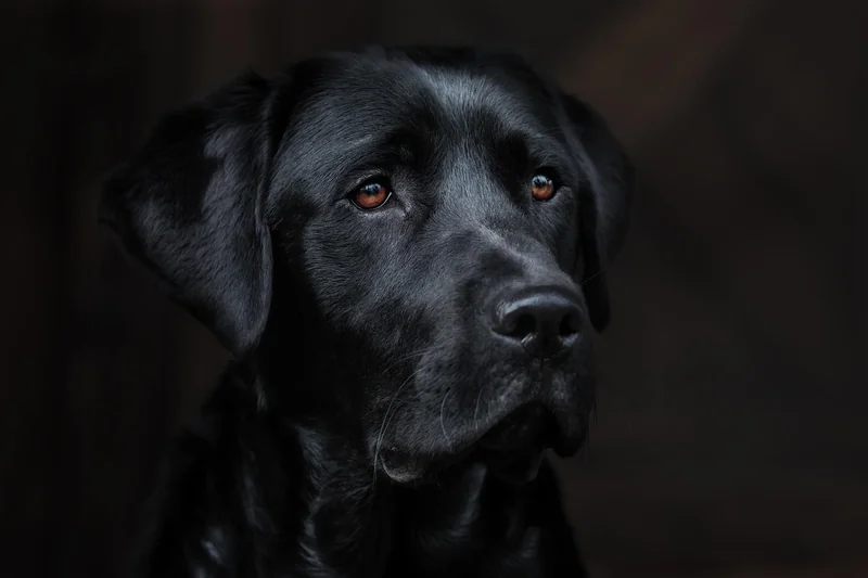 Prix d'achat d'un chien détecteur punaise : ce que personne ne vous dit