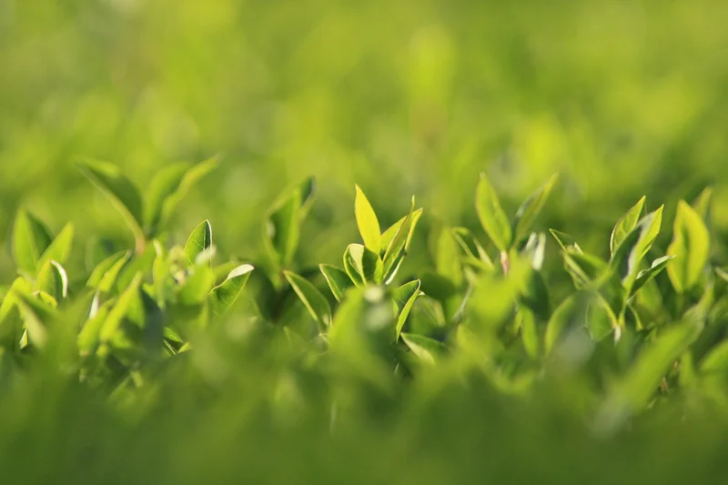 Les solutions végétales : le cache le plus naturel