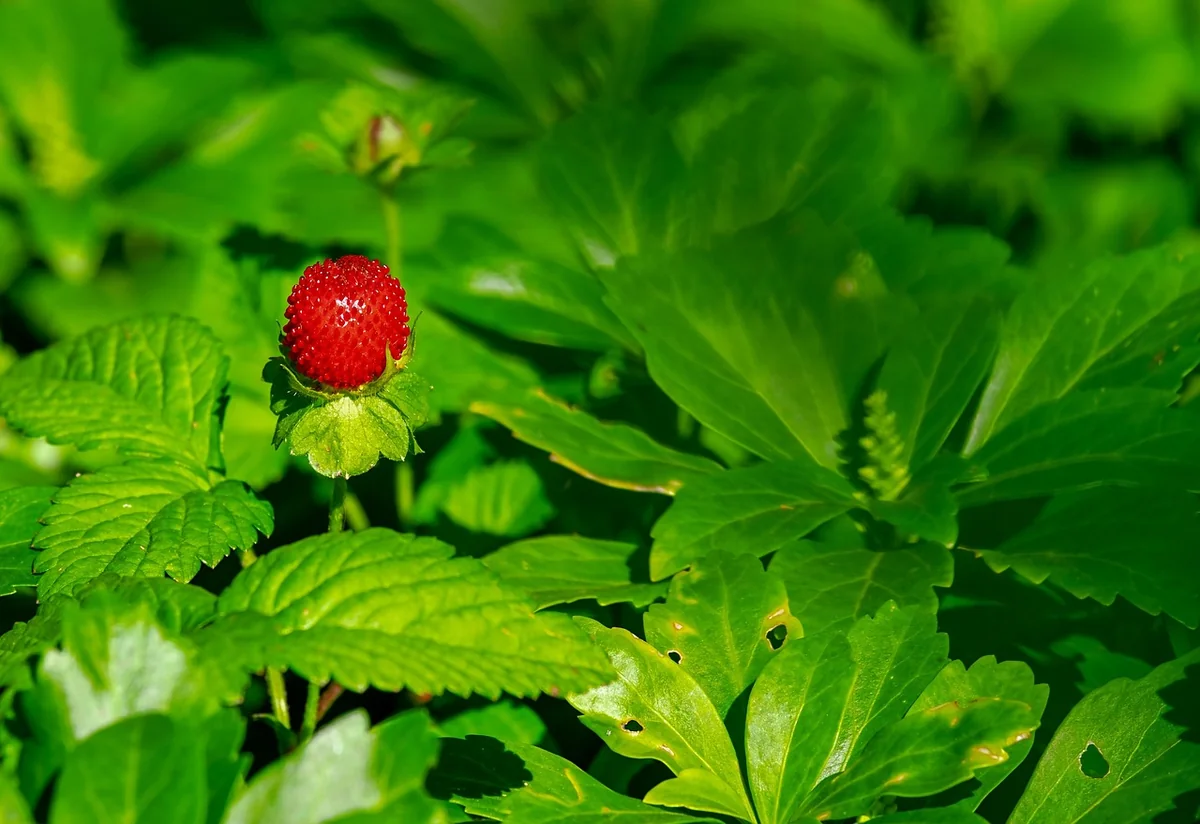 Comment pousse les fraises en 2026 : guide ultime pour une récolte abondante