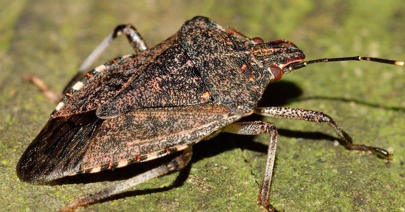 Quels insectes piquent la nuit et comment les identifier ?