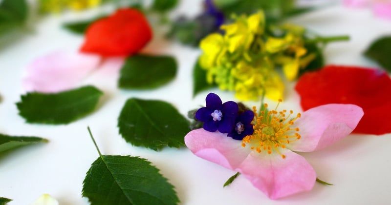 Comment choisir la meilleure bâche de jardin en 2026 pour protéger vos plantes