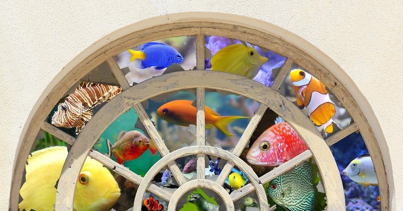 Comment mettre pierre dans un aquarium : le guide simple et efficace