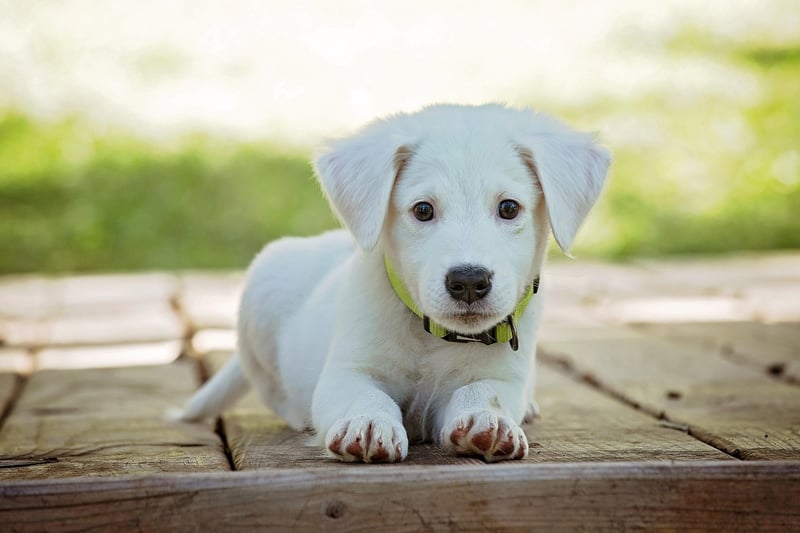 Découvrez le prix 2026 d'un chien détecteur de punaises : efficacité et économie garanties